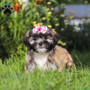 Mia, Lhasa Apso Puppy