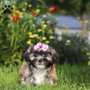Mia, Lhasa Apso Puppy
