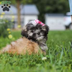 Mia, Lhasa Apso Puppy