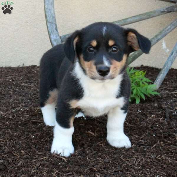 Mickey, Miniature Australian Shepherd Mix Puppy