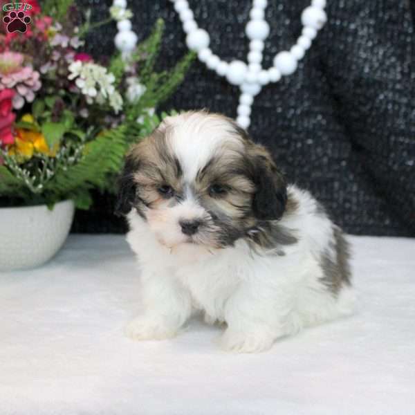 Mickey, Teddy Bear Puppy