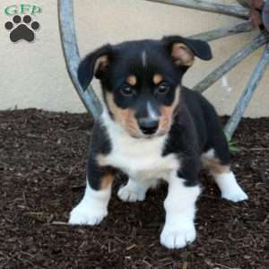 Mickey, Miniature Australian Shepherd Mix Puppy