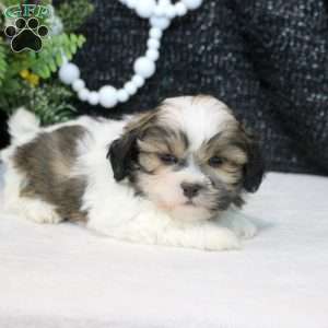 Mickey, Teddy Bear Puppy