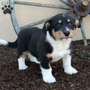 Mickey, Miniature Australian Shepherd Mix Puppy