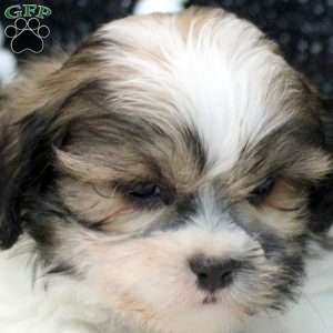 Mickey, Teddy Bear Puppy