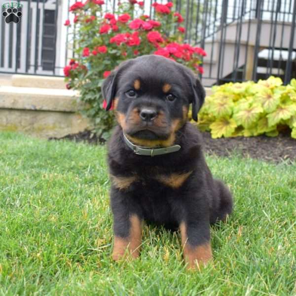 Midnight, Rottweiler Puppy