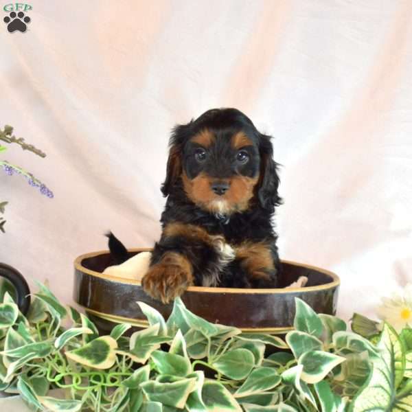 Midnight, Cavapoo Puppy