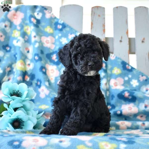 Midnight, Miniature Poodle Puppy