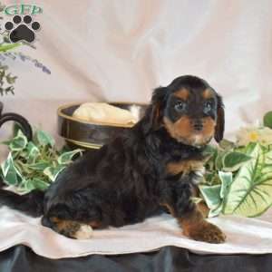 Midnight, Cavapoo Puppy