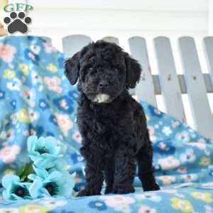 Midnight, Miniature Poodle Puppy