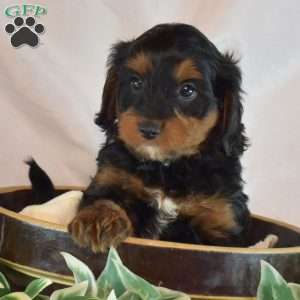 Midnight, Cavapoo Puppy