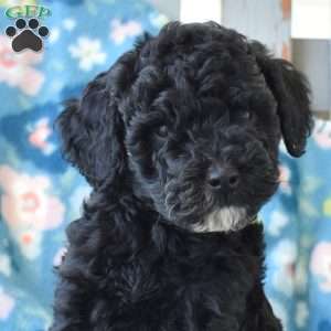 Midnight, Miniature Poodle Puppy
