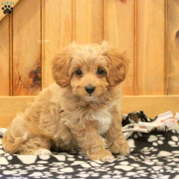 Mila, Forever Puppy