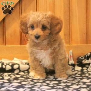 Mila, Forever Puppy