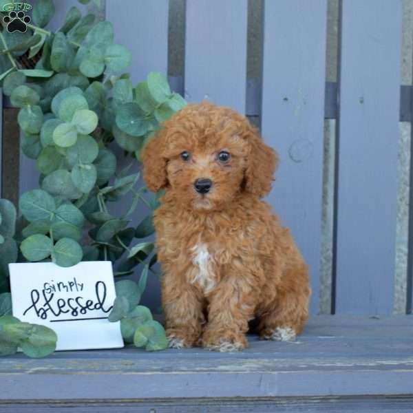 Miles, Toy Poodle Puppy