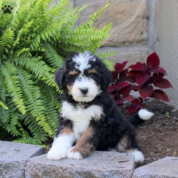 Miles, Mini Bernedoodle Puppy