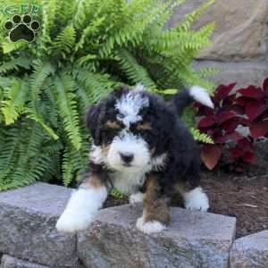 Miles, Mini Bernedoodle Puppy