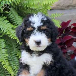 Miles, Mini Bernedoodle Puppy