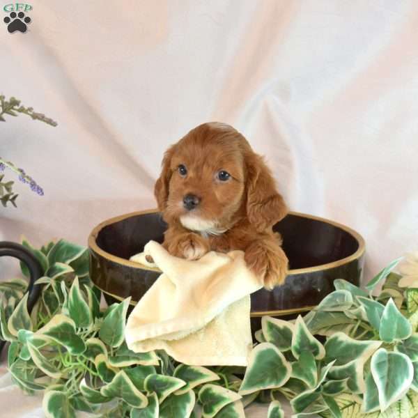 Miley, Cavapoo Puppy