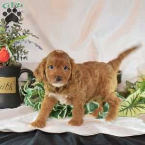 Miley, Cavapoo Puppy