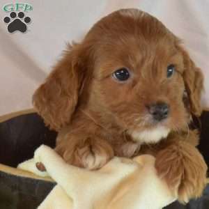 Miley, Cavapoo Puppy