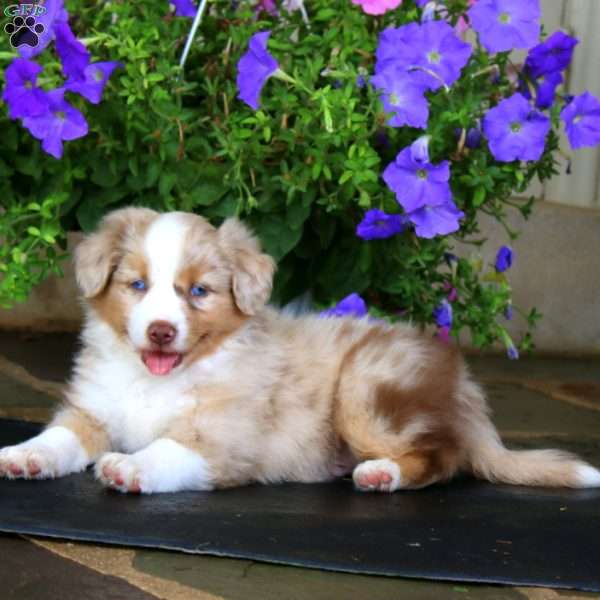 Milkshake, Miniature Australian Shepherd Puppy