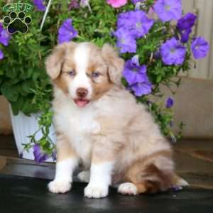 Milkshake, Miniature Australian Shepherd Puppy