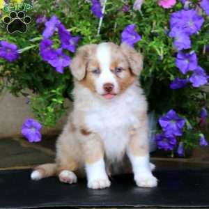 Milkshake, Miniature Australian Shepherd Puppy