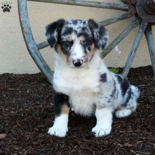 Millie, Miniature Australian Shepherd Mix Puppy