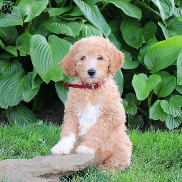 Millie, Cockapoo Puppy