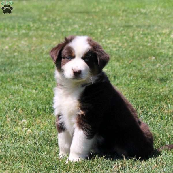 Millie, Australian Shepherd Puppy