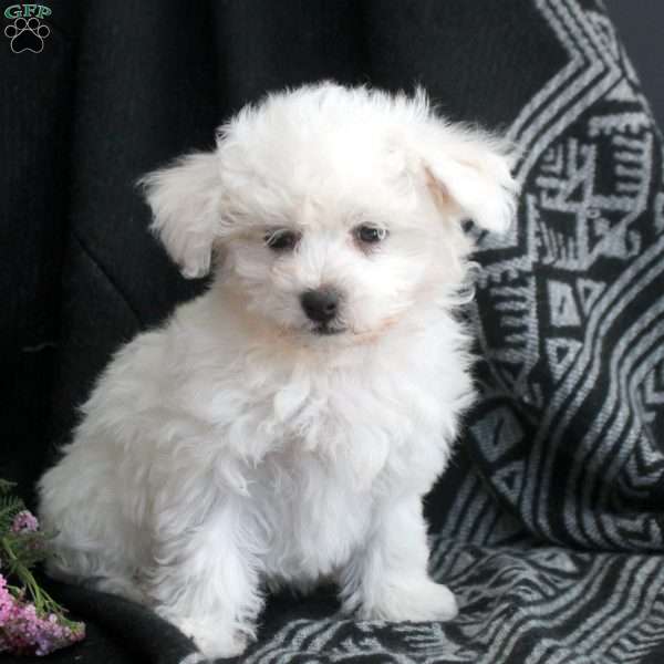 Millie, Bichon Frise Puppy