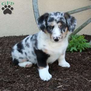 Millie, Miniature Australian Shepherd Mix Puppy
