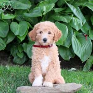 Millie, Cockapoo Puppy