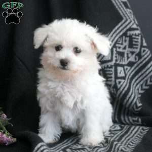 Millie, Bichon Frise Puppy