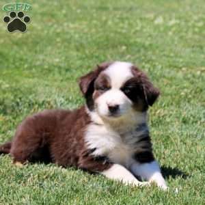 Millie, Australian Shepherd Puppy