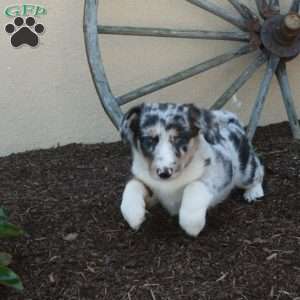 Millie, Miniature Australian Shepherd Mix Puppy