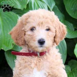Millie, Cockapoo Puppy