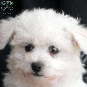Millie, Bichon Frise Puppy
