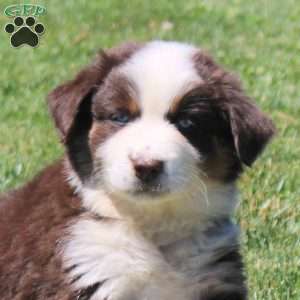 Millie, Australian Shepherd Puppy