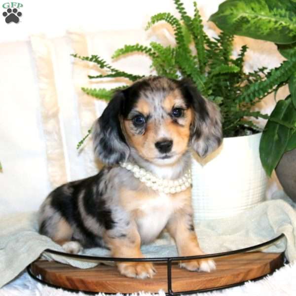 Millie-Mini, Dachshund Puppy