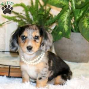 Millie-Mini, Dachshund Puppy
