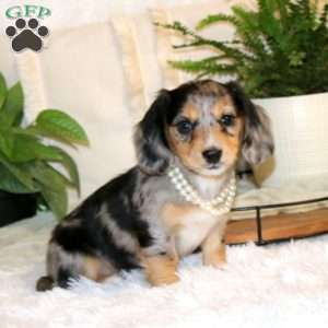 Millie-Mini, Dachshund Puppy