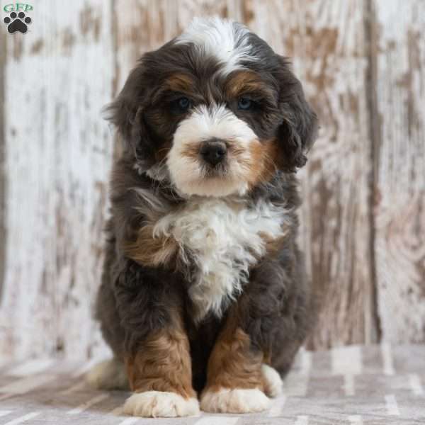 Milo, Mini Bernedoodle Puppy