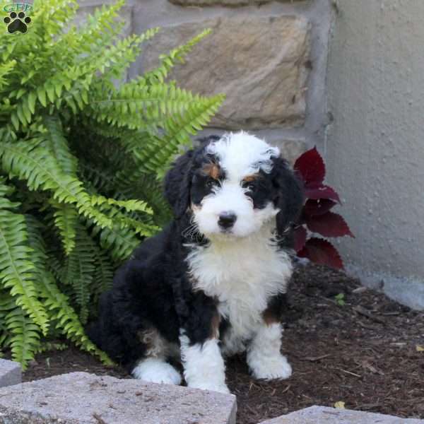 Milo, Mini Bernedoodle Puppy