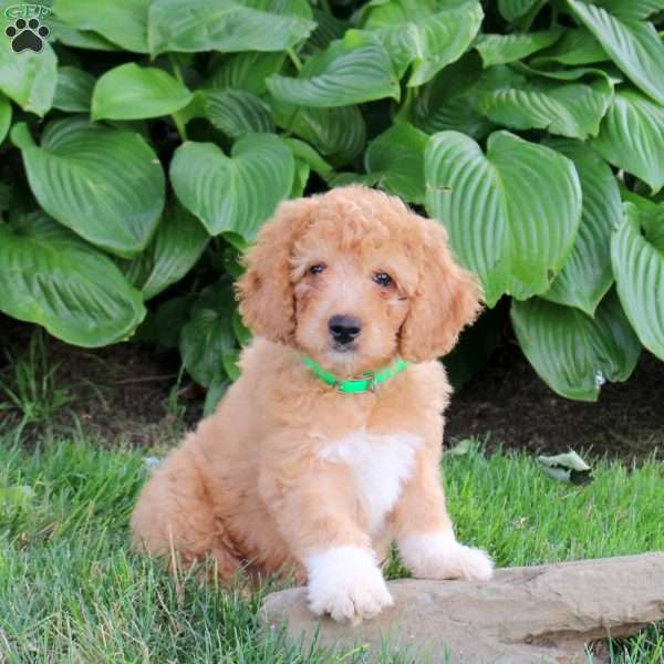 Milo, Cockapoo Puppy