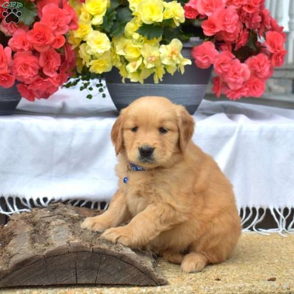 Milo, Golden Retriever Puppy