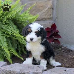 Milo, Mini Bernedoodle Puppy