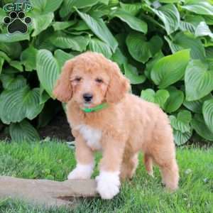 Milo, Cockapoo Puppy