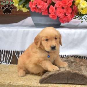 Milo, Golden Retriever Puppy